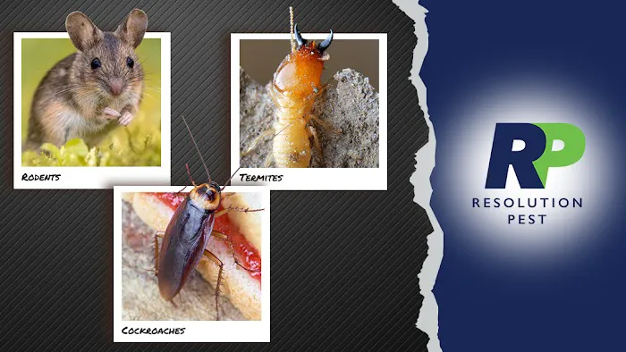 Resolution Pest Picture 4