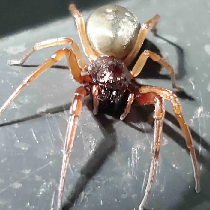 Connelly Pest Control LLC Picture 6