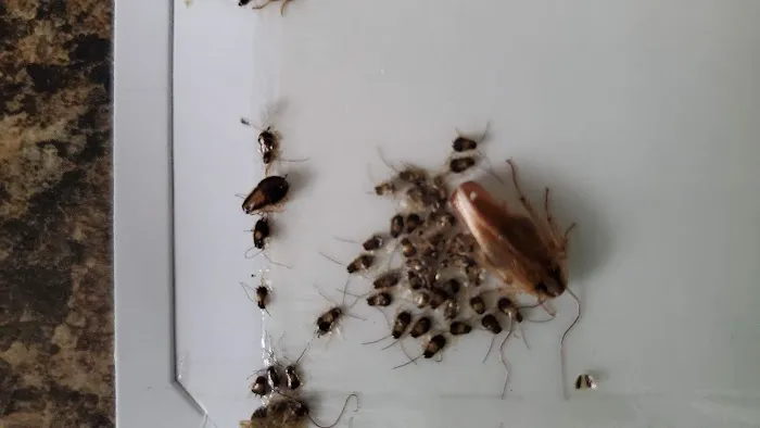 Connelly Pest Control LLC Picture 1