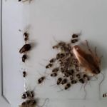 Connelly Pest Control LLC