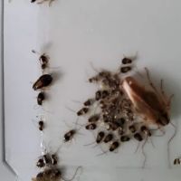 Connelly Pest Control LLC ico