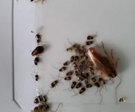 Connelly Pest Control LLC