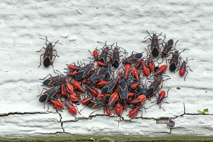 Connelly Pest Control LLC Picture 3