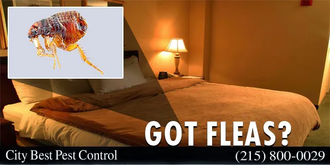City Best Pest Control Picture 7