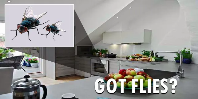 City Best Pest Control Picture 1