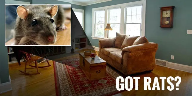 City Best Pest Control Picture 8