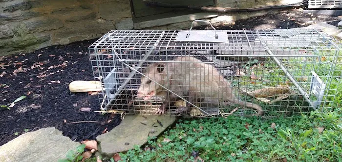 Baxter Pest Control Picture 6