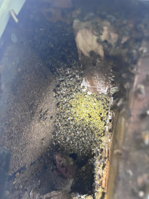 Honeybee Rescue Company Picture 5