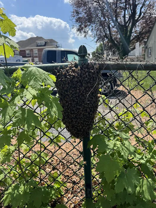 Honeybee Rescue Company Picture 2