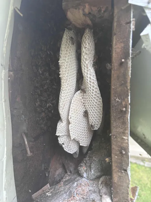 Honeybee Rescue Company Picture 1