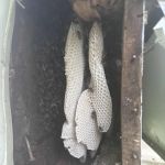 Honeybee Rescue Company