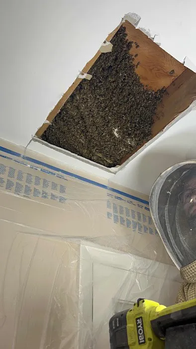 Honeybee Rescue Company Picture 7