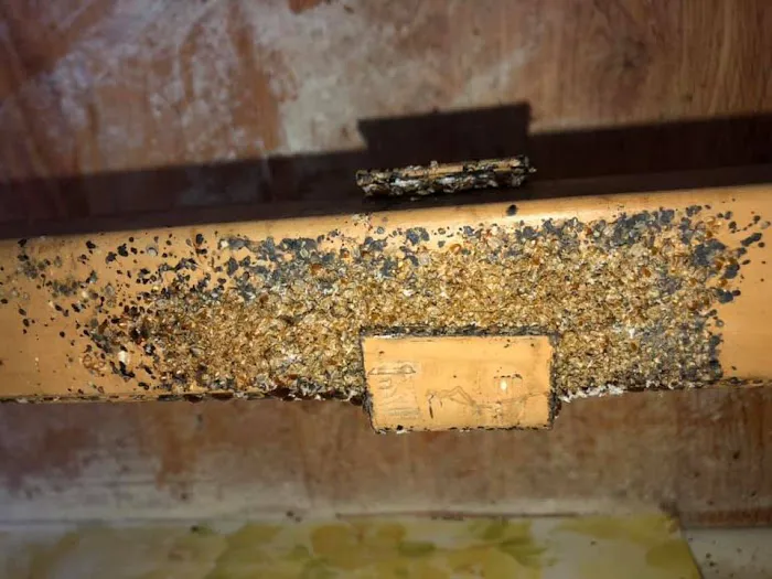 Evans Pest Control Inc Picture 1