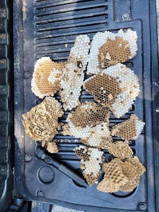 Delco Pest & Termite Service LLC Picture 6