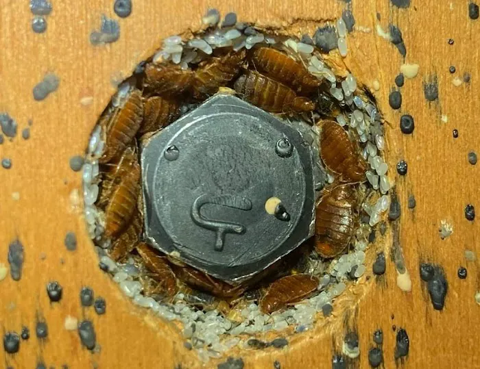 Delco Pest & Termite Service LLC Picture 4