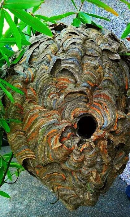 Delco Pest & Termite Service LLC Picture 2