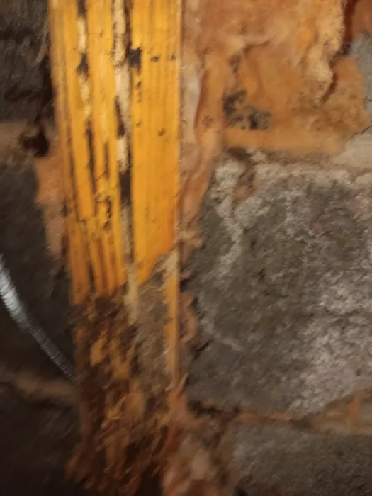 Concise Pest Control Picture 4