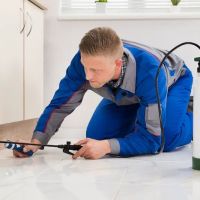 Source Pest Control | Mice, Termites & Ants ico
