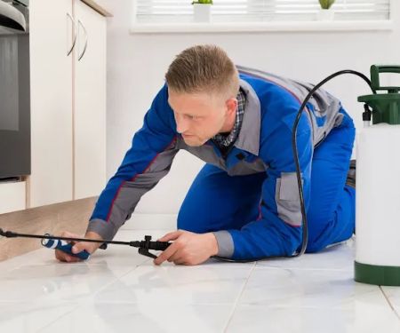 Source Pest Control | Mice, Termites & Ants