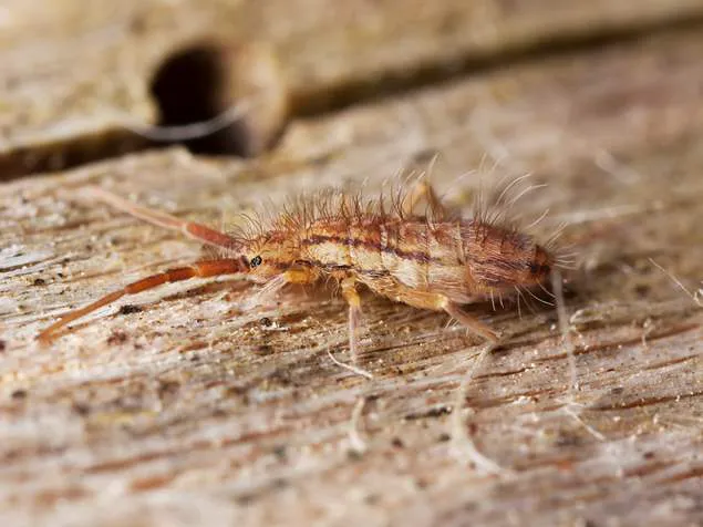 Action Termite and Pest Control Picture 9