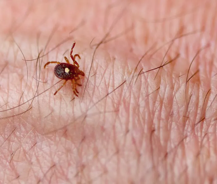 Action Termite and Pest Control Picture 10