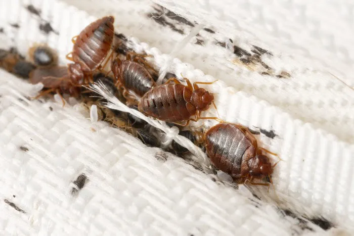 Action Termite and Pest Control Picture 8