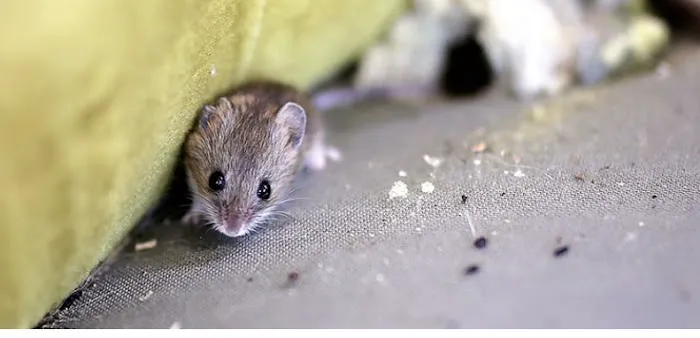 The Pest Professionals Picture 1