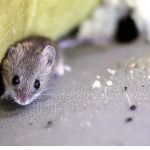The Pest Professionals