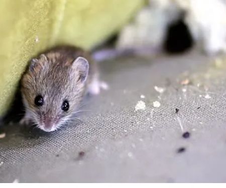 The Pest Professionals
