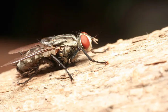 The Bug Killer Picture 6