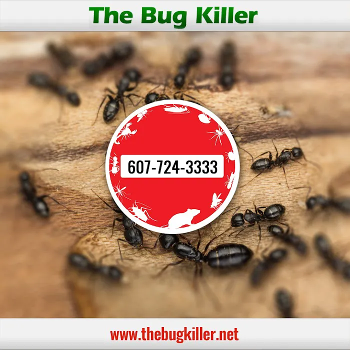 The Bug Killer Picture 7