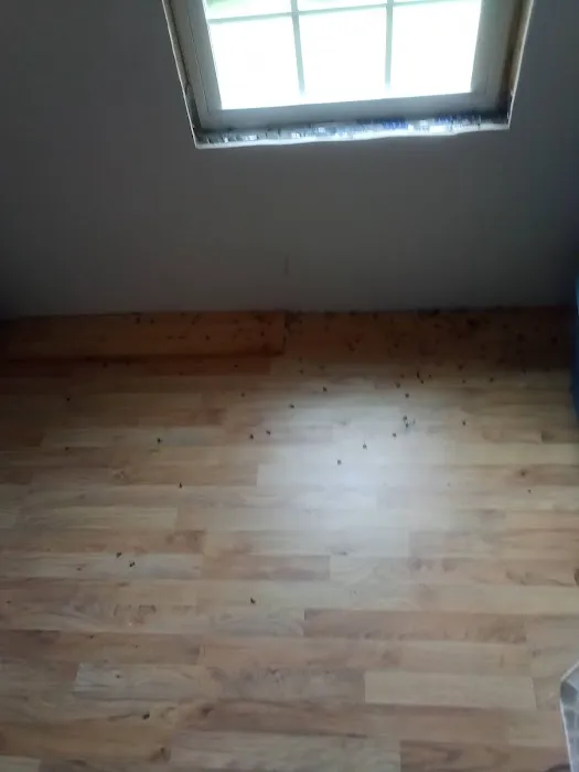 Sweeney's Pest Elimination Picture 2