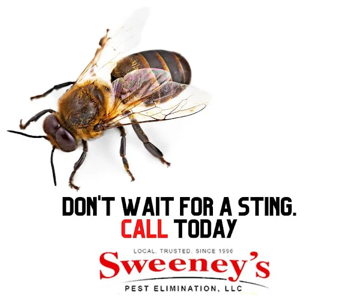 Sweeney's Pest Elimination Picture 8