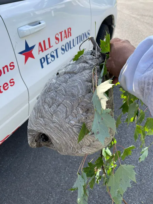 All Star Pest Solutions Picture 8
