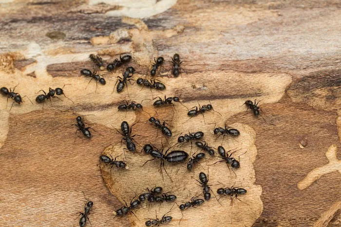 All Star Pest Solutions Picture 1
