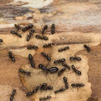All Star Pest Solutions ico