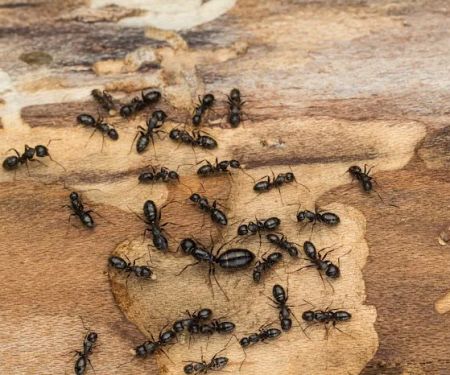 All Star Pest Solutions