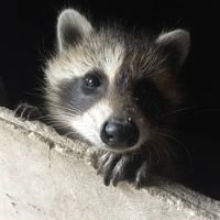 USX Pest Control - Pittsfield, MA ico