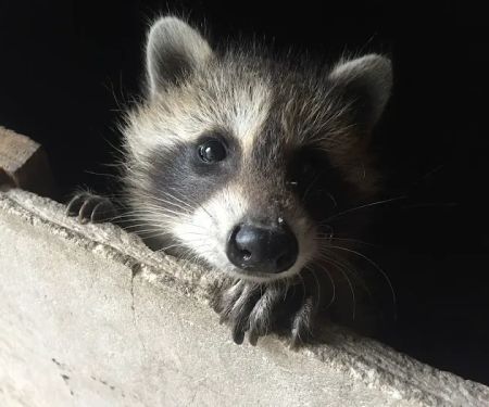 USX Pest Control - Pittsfield, MA