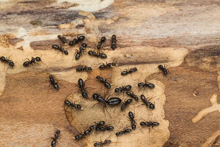 Regan Pest Services Picture 1