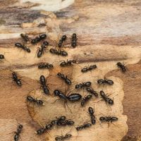 Regan Pest Services ico