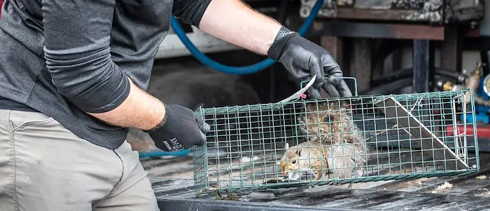 Nature's Way Pest Control - Albany NY Picture 4