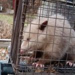 Wildlife Trapper Pro