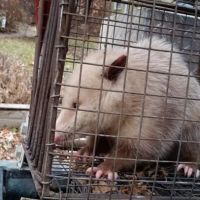 Wildlife Trapper Pro ico