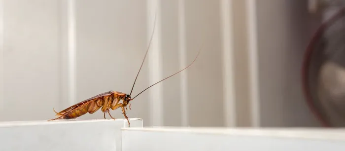 Advantage Pest Control Picture 5