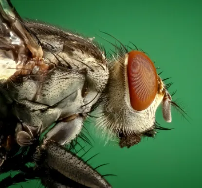 Advantage Pest Control Picture 4