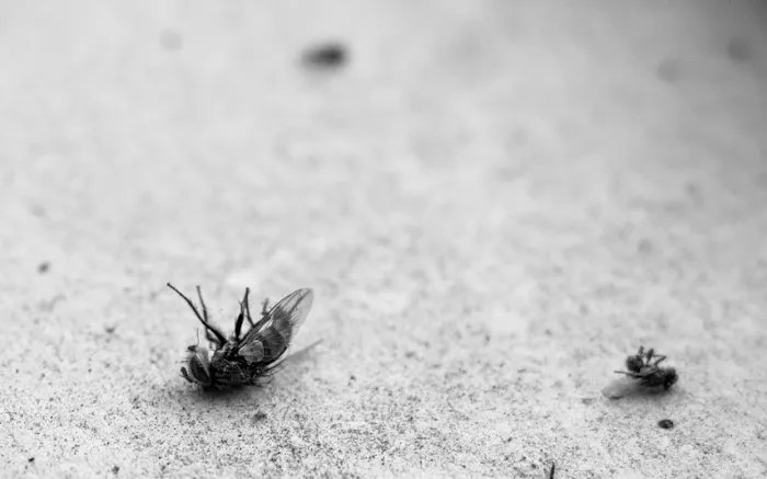 Advantage Pest Control Picture 9