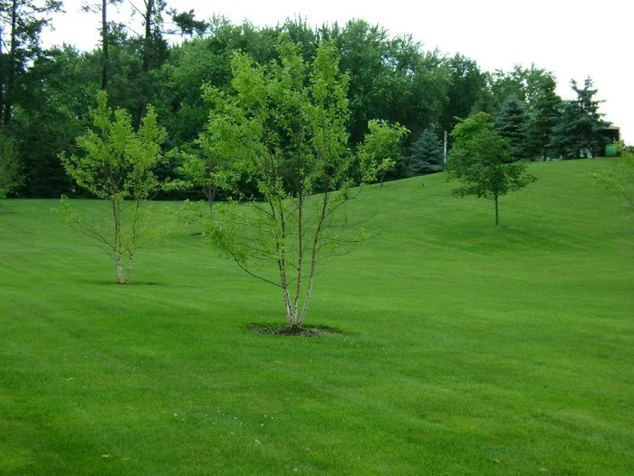 Cedar Tree Turf & Pest Solutions Picture 4