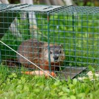 Mean Green Pest Services ico