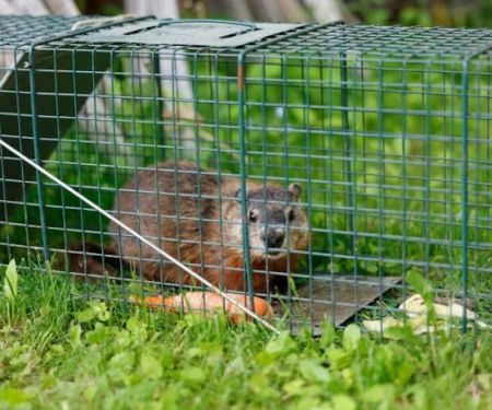 Mean Green Pest Services